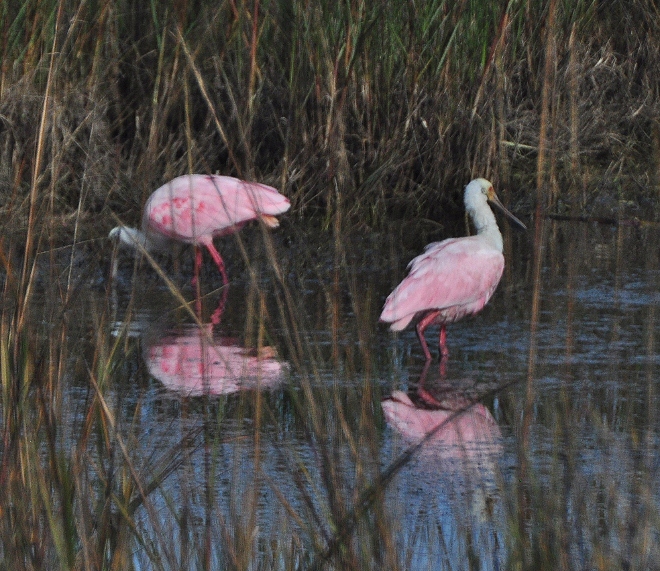 two spoonbills in marsh